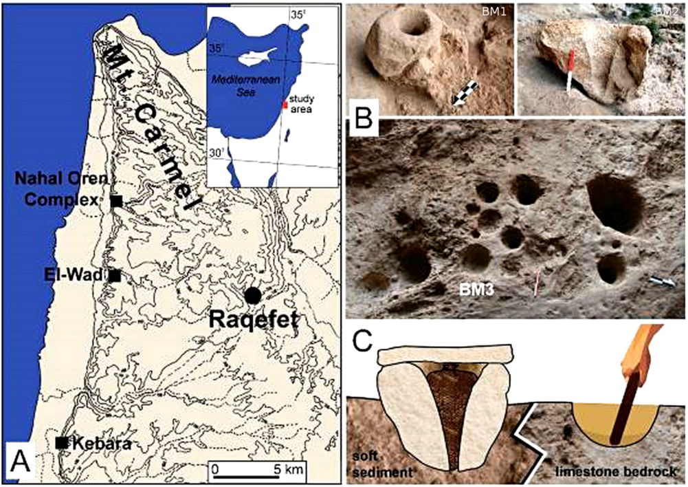 Raqefet studied boulder mortars (BM1,2) on cave floor. Scale 20cm