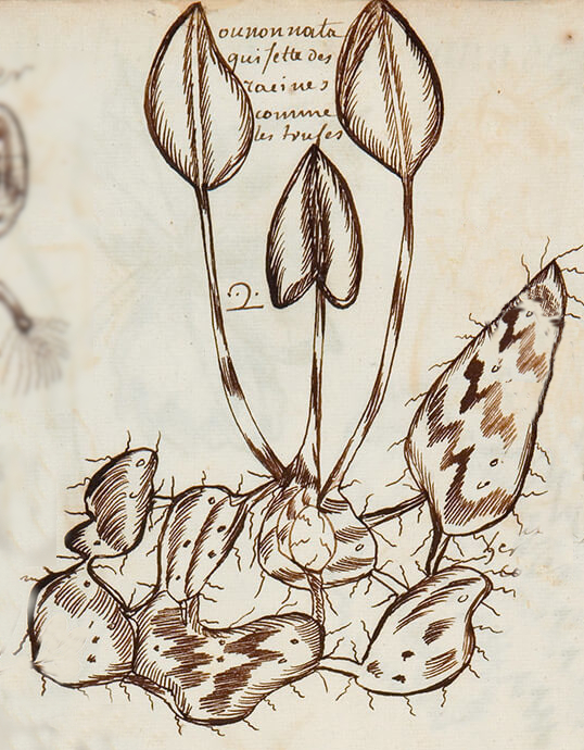 Codex Canadensis, roots of ounonnata drawn by Louis Nicolas in 1675.