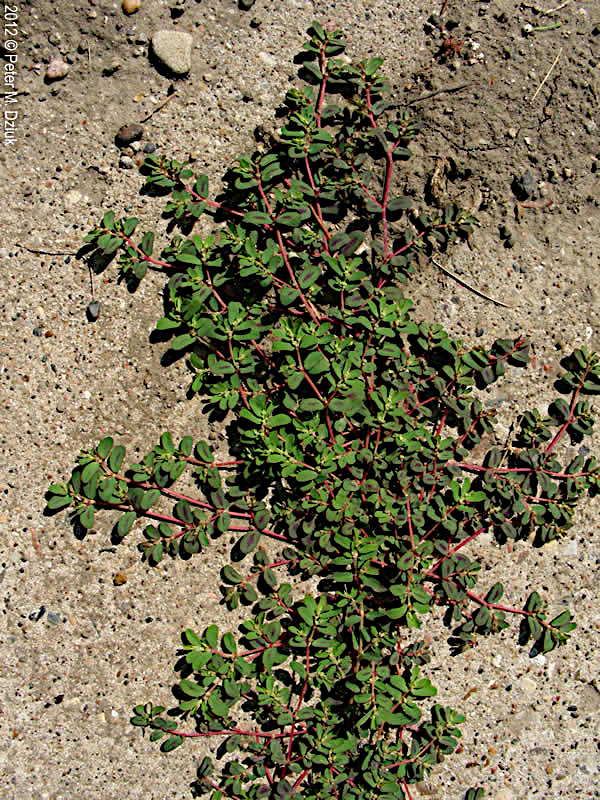 Euphorbia serpyllifolia, une euphorbe commune et répandue formant des tapis, originaire de l'ouest de l'Amérique.