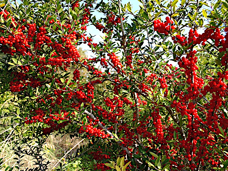 Berries of Ilex vomitoria, a variety of holly.
