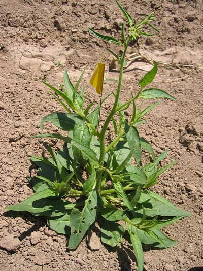 Wild tobacco plant Nicotiana attenuata