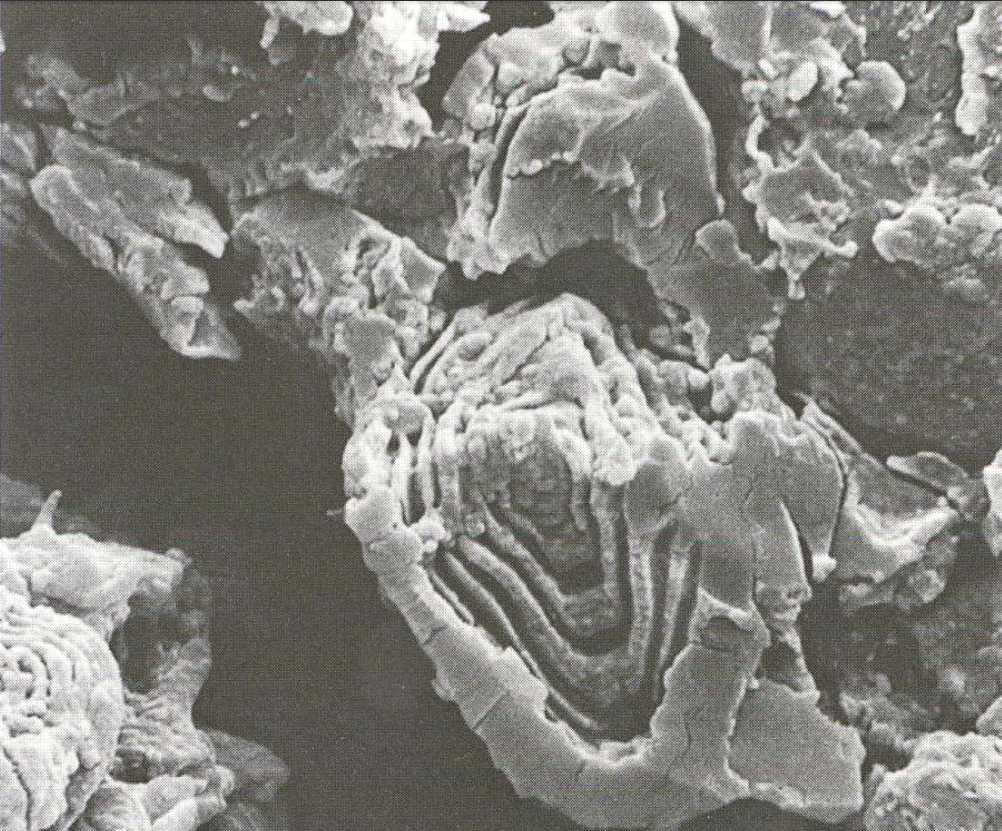 Egypt Armana Microscopy evidence concentric rings enzymatic attack